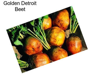 Golden Detroit Beet