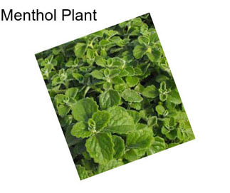 Menthol Plant