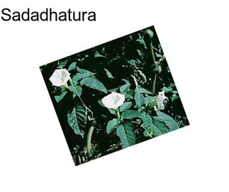 Sadadhatura