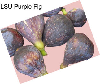 LSU Purple Fig