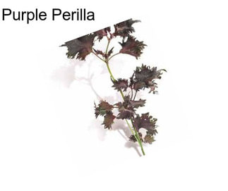 Purple Perilla