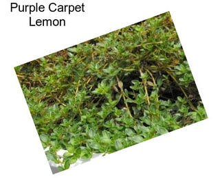 Purple Carpet Lemon