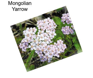 Mongolian Yarrow