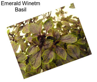 Emerald Winetm Basil