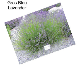 Gros Bleu Lavender