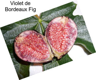 Violet de Bordeaux Fig