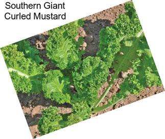 Southern Giant Curled Mustard