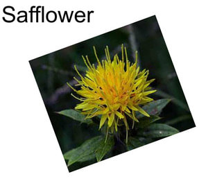 Safflower