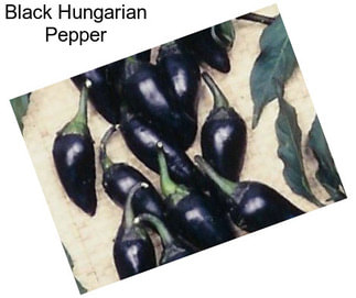 Black Hungarian Pepper