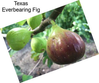 Texas Everbearing Fig