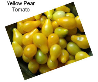 Yellow Pear Tomato