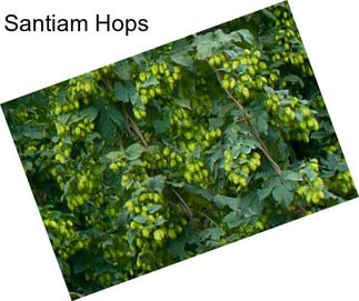 Santiam Hops