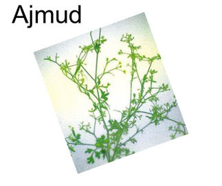 Ajmud