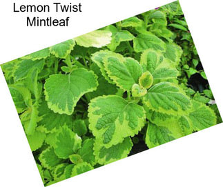 Lemon Twist Mintleaf