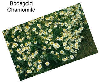 Bodegold Chamomile