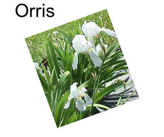 Orris