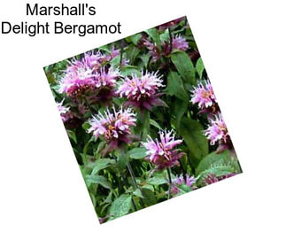 Marshall\'s Delight Bergamot