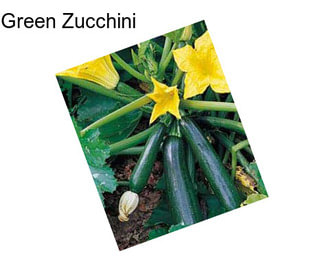 Green Zucchini