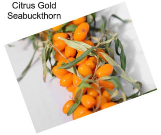 Citrus Gold Seabuckthorn