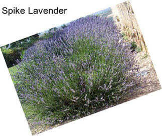 Spike Lavender