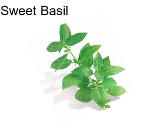 Sweet Basil