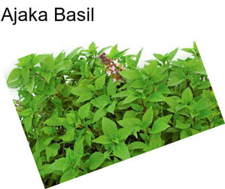 Ajaka Basil