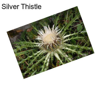 Silver Thistle