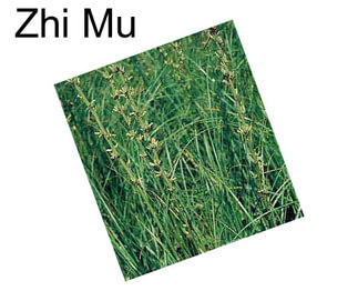 Zhi Mu