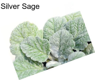 Silver Sage