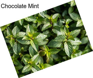 Chocolate Mint