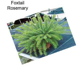 Foxtail Rosemary