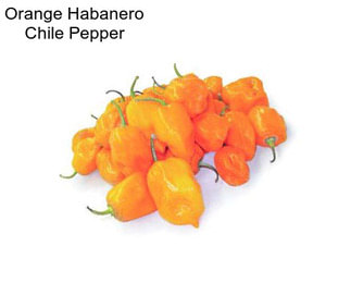 Orange Habanero Chile Pepper