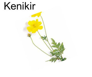 Kenikir