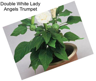 Double White Lady Angels Trumpet