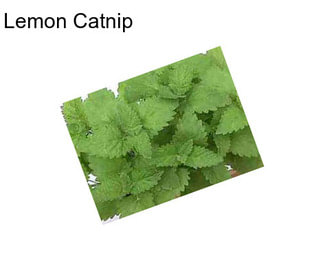 Lemon Catnip