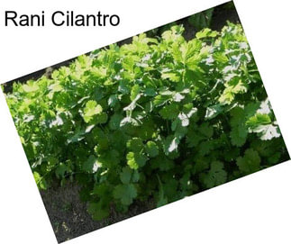 Rani Cilantro