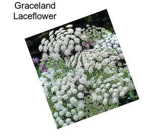 Graceland Laceflower