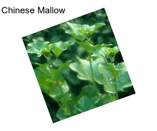 Chinese Mallow