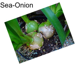 Sea-Onion