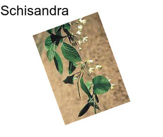 Schisandra