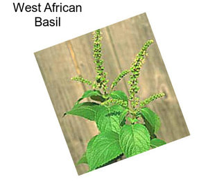 West African Basil