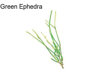 Green Ephedra