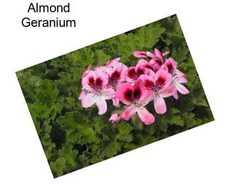 Almond Geranium