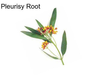 Pleurisy Root