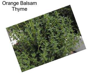 Orange Balsam Thyme