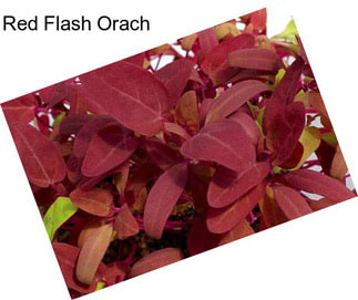 Red Flash Orach