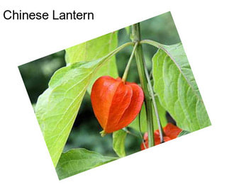 Chinese Lantern