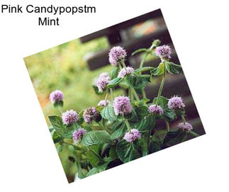 Pink Candypopstm Mint