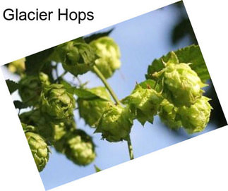 Glacier Hops