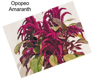 Opopeo Amaranth